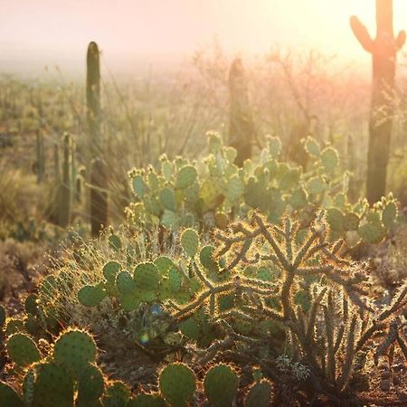 Historic 1900 Adobe Downtown Barrio Retreat, Low Summer Rates! Leilighet Tucson Eksteriør bilde