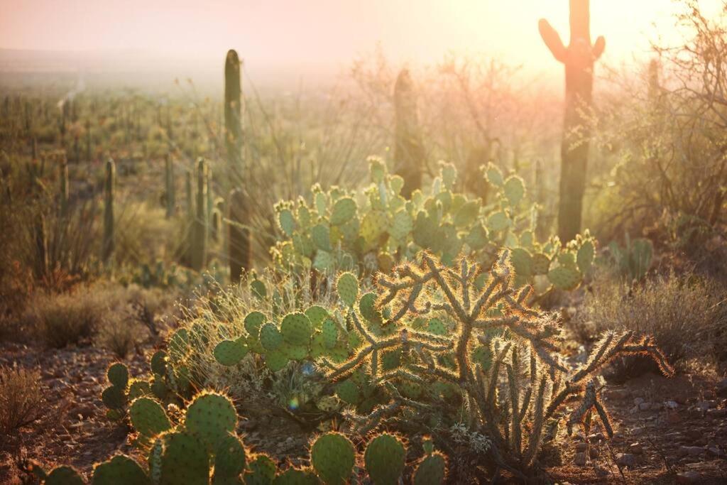 Historic 1900 Adobe Downtown Barrio Retreat, Low Summer Rates! Leilighet Tucson Eksteriør bilde